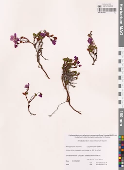 MAG 0014403