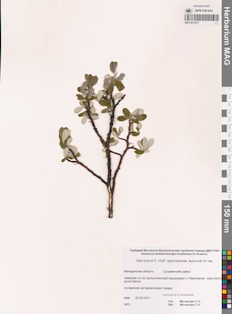 MAG 0014411