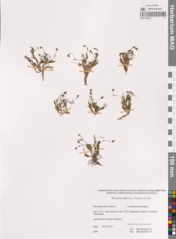 MAG 0014412