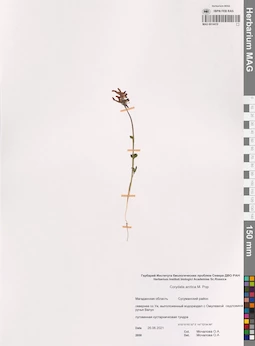 MAG 0014419