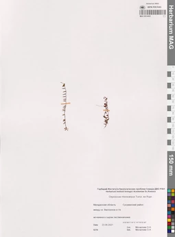 MAG 0014422