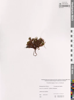 MAG 0014425