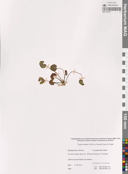 MAG 0014426