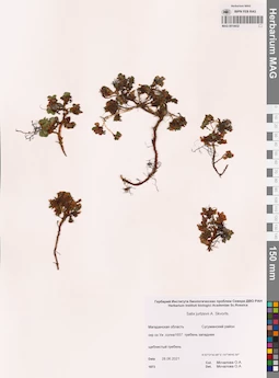 MAG 0014432
