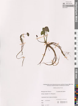 MAG 0014433