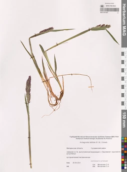 MAG 0014447