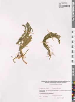 MAG 0014452