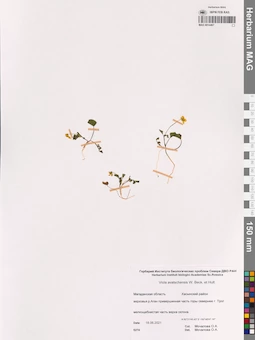 MAG 0014467