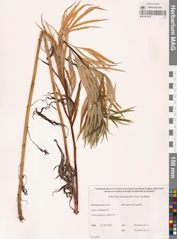 MAG 0011858