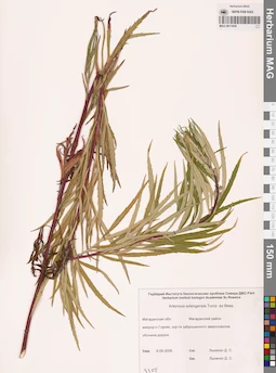 MAG 0011859