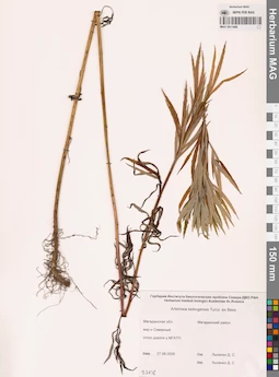 MAG 0011860