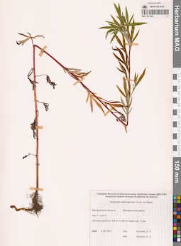 MAG 0011864