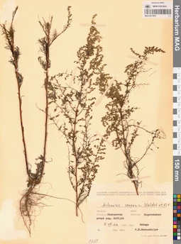 MAG 0011879