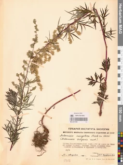 MAG 0011880