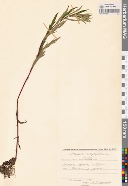 MAG 0011882