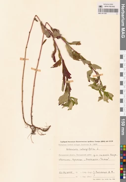 MAG 0011883