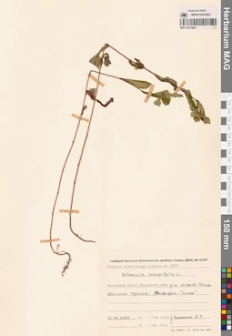 MAG 0011884