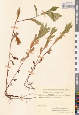 MAG 0011885