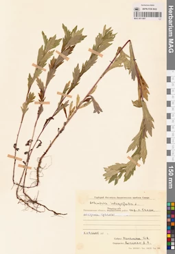 MAG 0011887