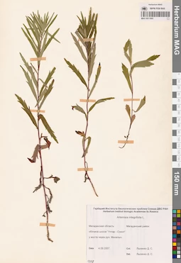 MAG 0011895