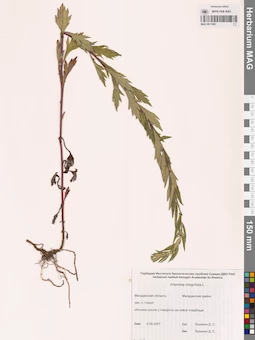 MAG 0011897