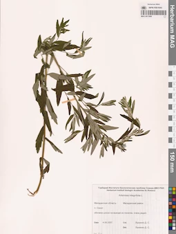 MAG 0011898