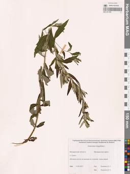 MAG 0011899