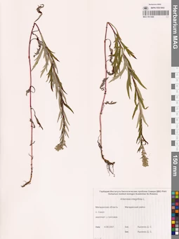MAG 0011900