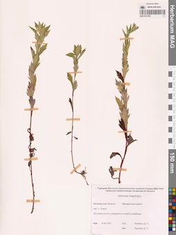MAG 0011902