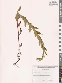 MAG 0011903