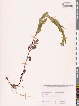 MAG 0011904