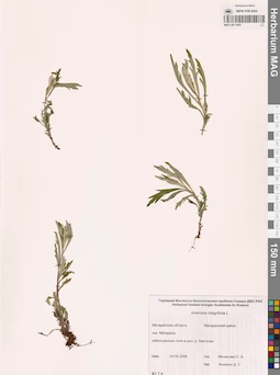 MAG 0011905
