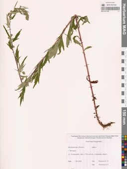 MAG 0011906