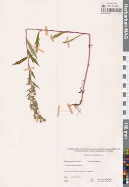 MAG 0011909