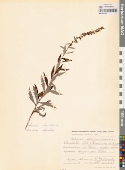 MAG 0011915