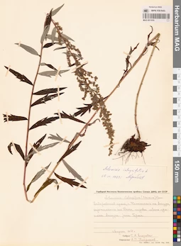 MAG 0011916