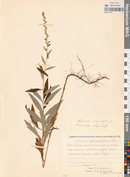 MAG 0011917