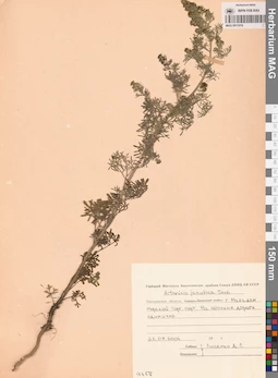 MAG 0011918