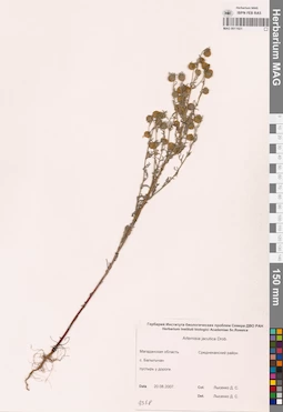 MAG 0011921