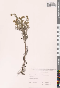MAG 0011922