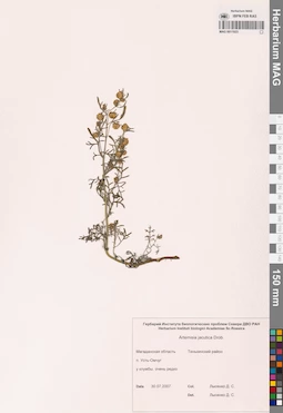 MAG 0011923