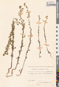 MAG 0011925