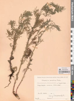MAG 0011926