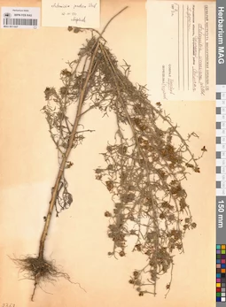 MAG 0011927