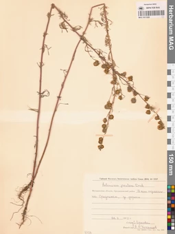 MAG 0011928