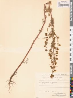 MAG 0011929