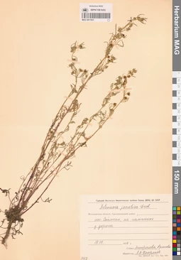 MAG 0011931