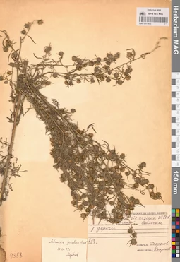 MAG 0011933