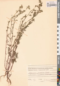 MAG 0011935