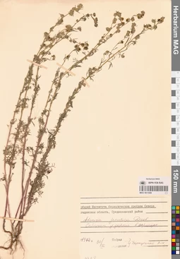 MAG 0011936